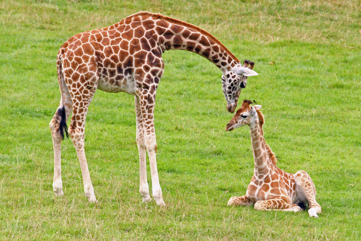 Houston Zookeepers Stunned by Unexpected Arrival of Baby Giraffe