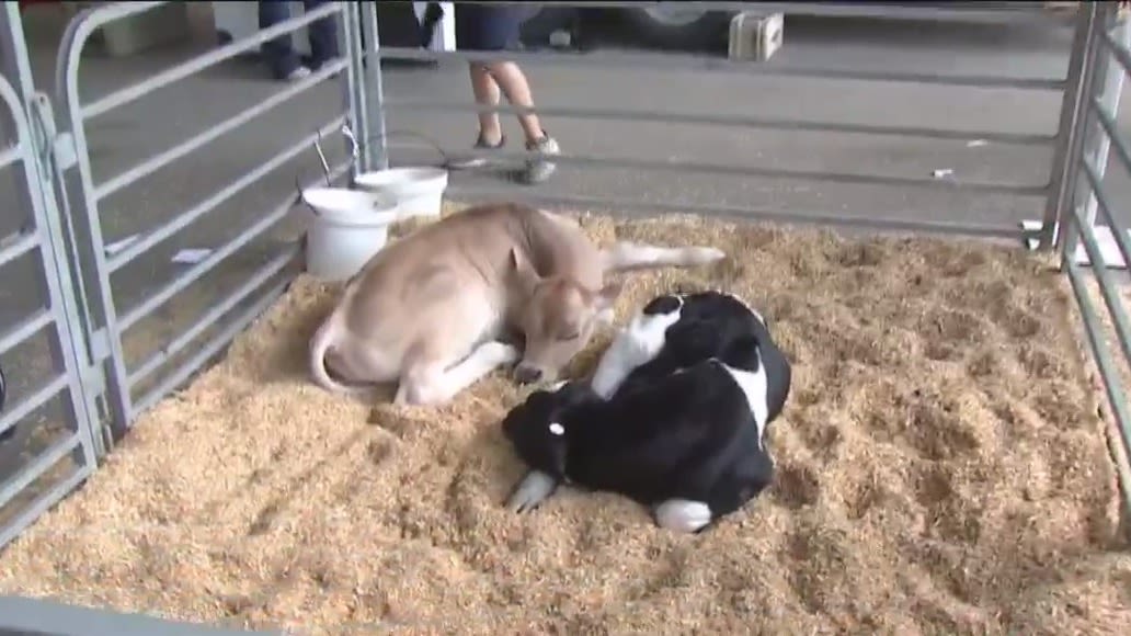 How animals at the Ohio State Fair are kept safe