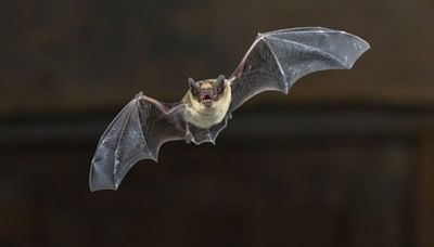 Dead bat infected with rabies found in Pasadena