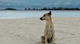 Adorable Rescue Dog in Turks & Caicos Who Meets Tourists Daily Is Still Looking For His True Home