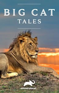 Big Cat Tales