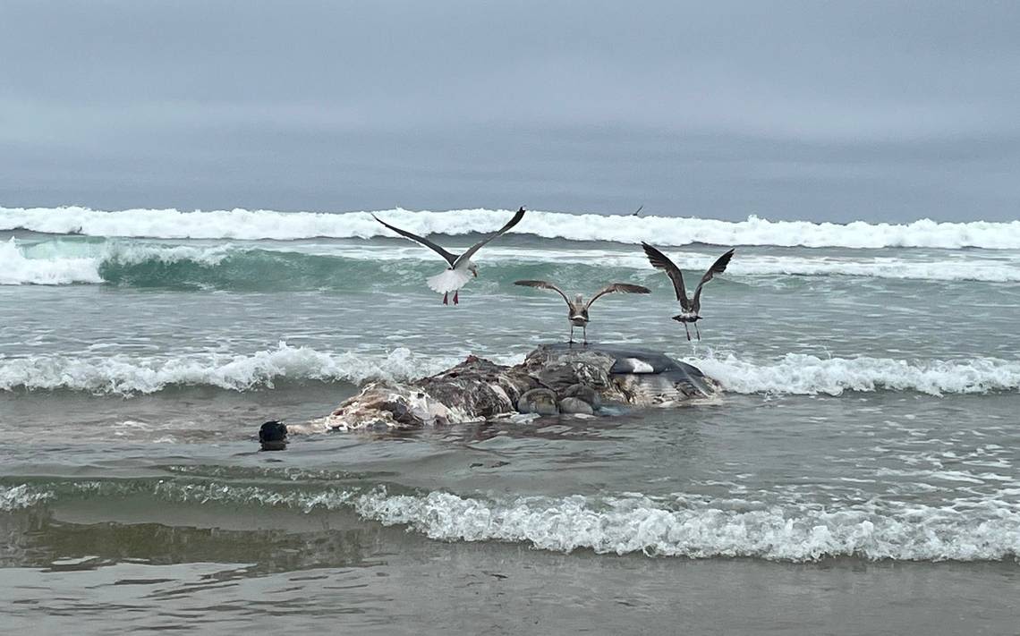 Dead whale washes up on Pismo Beach shore. ‘It’s saddening’