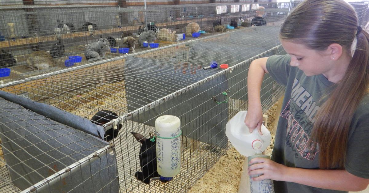 Rewarding Rabbits: Ella Landes shows rabbits in Cass County 4-H Fair for third year