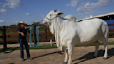 Brazil unveils $4 million supercow, twice as meaty as others of her breed