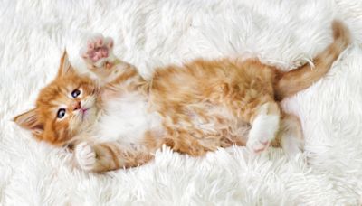 Action-Packed Orange Kitten Photoshoot Brings All the Adorable Drama