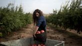 War plunged Israel’s agricultural heartlands into crisis, raising fears for its farming future