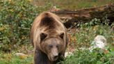 Brown Bear Ruins Child’s Birthday in the Worst Way Possible at Seattle Zoo