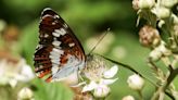 Count butterflies to beat anxiety, scientists say