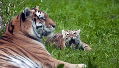 Pair of rare Amur tiger cubs debuting at Minnesota Zoo are raising hopes for the endangered species