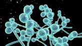 'Urgent threat': CDC warns against Candida auris, a drug-resistant fungus invading health care facilities