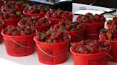 Farmers get an early start to the strawberry season