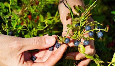 ADHD may have evolved to give us foraging superpowers