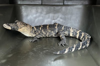 Alligator found after 10 days on the loose in Missouri