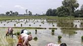 Timely onset of monsoon leads to speedy kharif crop sowing in Rajasthan