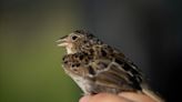 Small bird, big win: Grasshopper sparrow was fighting extinction. It just hit a milestone