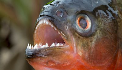 Piranha: Fish With a Vicious Reputation and Mixed Diet