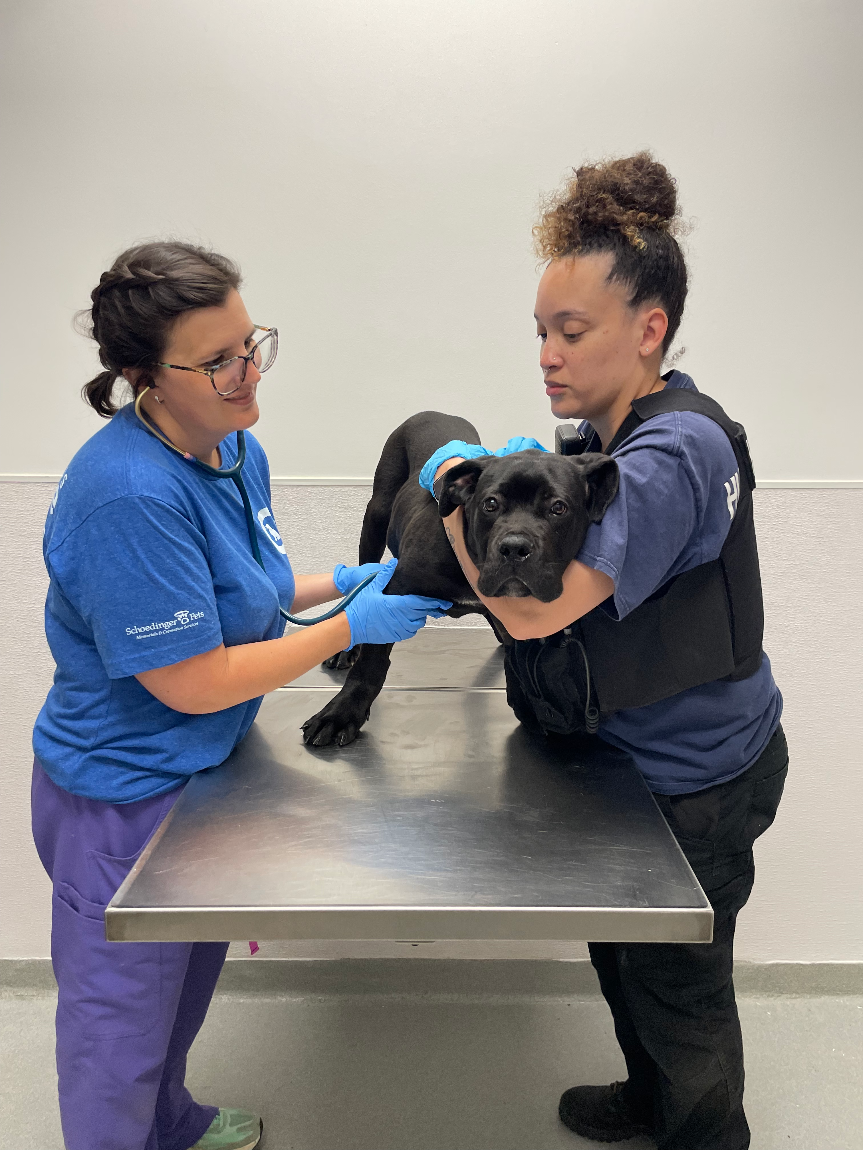 Franklin County dogfighting case leads to 39 dogs, reptiles seized by Columbus Humane