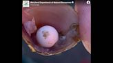 ‘Very rare’ pearl found in clam by kids along a river in Maryland, officials say