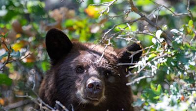 Bear goes wild in SC man’s backyard and it’s all caught on 2 videos. Take a look