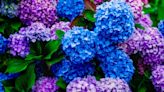 Hydrangeas thrive and grow more beautiful flowers with expert’s homemade feed