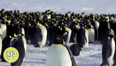 Global warming hits emperor penguins as their icy homes erode