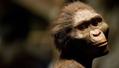 Lo que el fósil de Lucy, de 3,2 millones de años de antigüedad, revela sobre la desnudez y la vergüenza