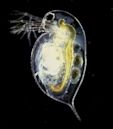 Daphnia