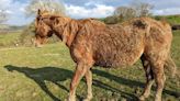 Horses and ponies found living and dying in horrific conditions