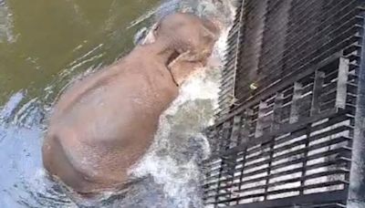 Wild elephant stuck in channel near Periyar dam rescued in Theni