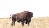 Bison ‘defending its space’ gores 83-year-old woman in Yellowstone National Park