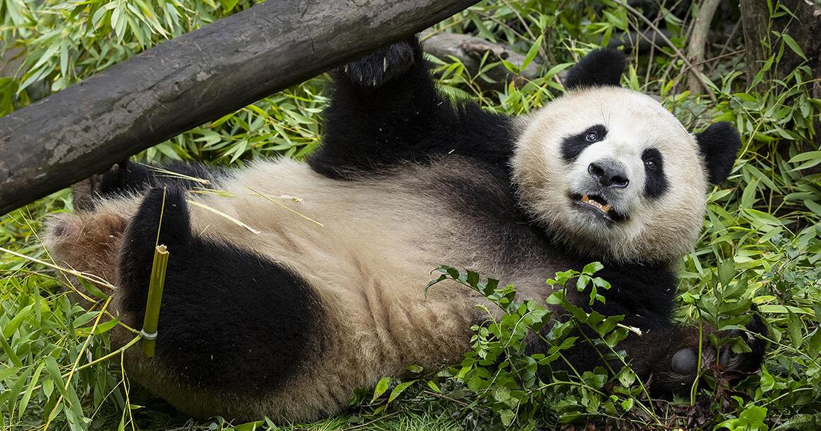 Panda pair ‘acclimating’ to new home at San Diego Zoo