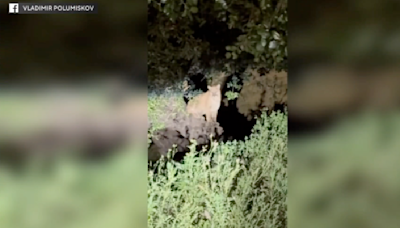 Untagged mountain lion spotted in Griffith Park, once home to beloved P-22