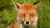 Foxes will avoid your garden if you grow two plants that act as a 'barrier'