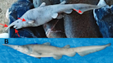 Sharkgate: Scientists Claim 'Rare Shark' in Photo Is Actually Just a Plastic Toy