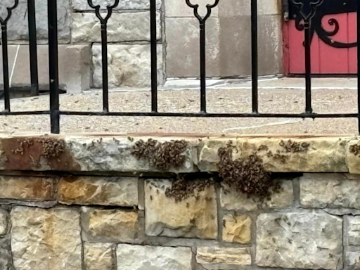 Large swarm of bees on Pittsburgh-area church prompts alert from police