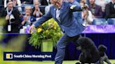 Miniature poodle named Sage wins Westminster Kennel Club dog show