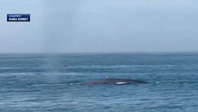 Endangered blue whale spotted near Cape Ann, Massachusetts