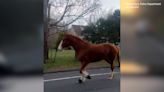 Video shows officer chasing runaway horse: ‘What the hell am I supposed to do with this?’