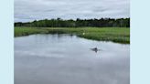 NJ marine experts work to free stranded dolphin from Cape May creek