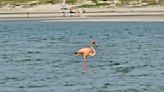 Flamingo sighting on Cape Cod has bird-watchers buzzing