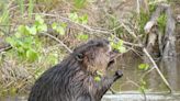 What built America and can help fight climate change? Beavers, says HC prof in new book