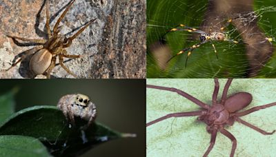 LIST: Most common spiders found in Virginia