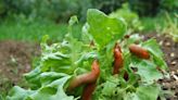 UK on red alert amid 'slug invasion' that risks plants being stripped bare