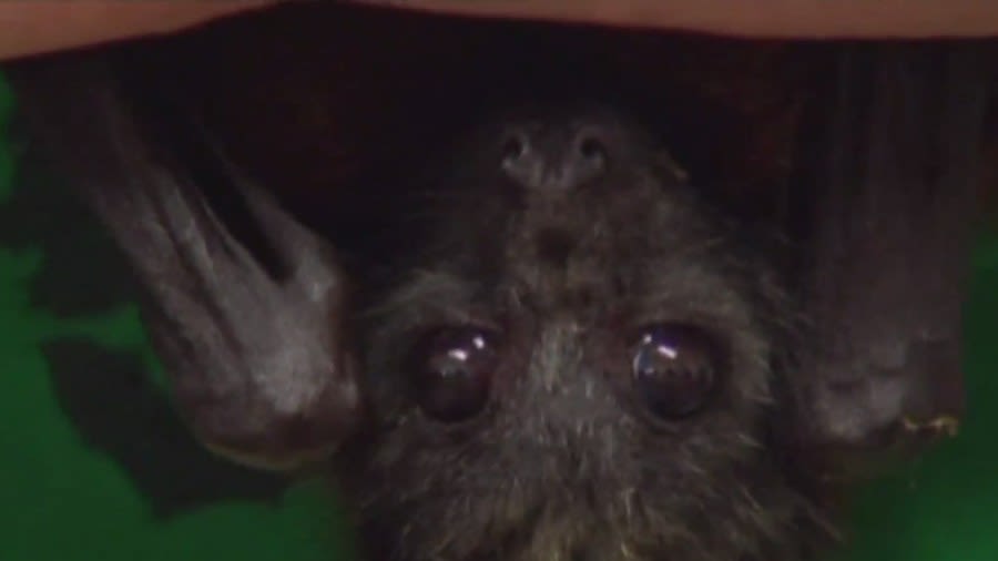 2 rabid bats found in Will, Cook counties, IDPH confirms