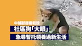 社區狗中捕獸器需截肢 急尋暫托領養過新生活