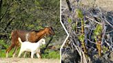 The Valley Reporter - Goats to be added to the anti-knotweed arsenal