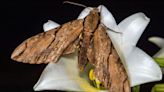 Wallace's sphinx moth: The long-tongued insect predicted by Darwin a century before it was discovered