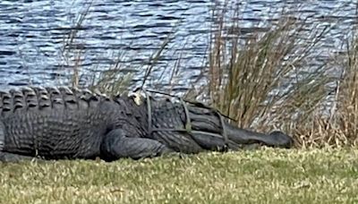 King Arthur, an 11-foot alligator, ‘crowned’ with tomato cage on head