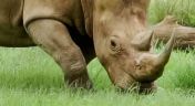 4. Big Day for Baby Rhino