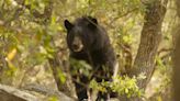 Bear Mauls 15-Year-Old Boy as He Watches TV in Arizona: ‘Got Him on the Nose and the Cheek’